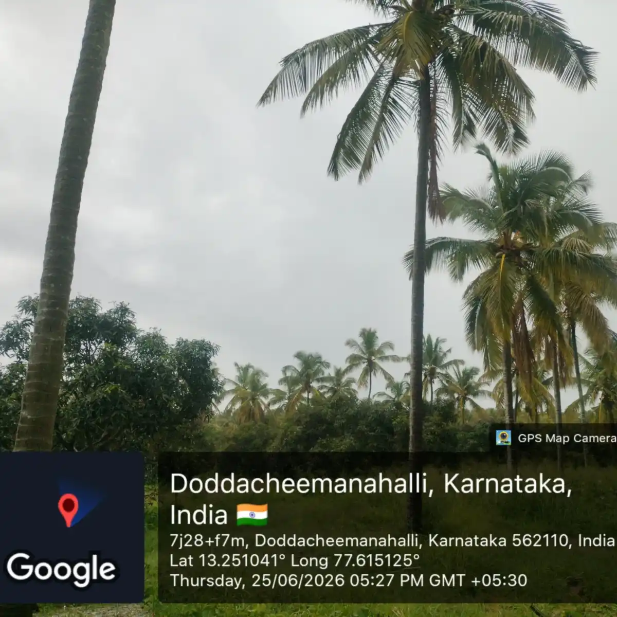 Assetz City of Palms coconut palms and mango trees on the site at Doddacheemanahalli